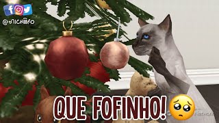 🌲NOVA ANIMAÇÃO COM O GATO | MUITO FOFA🥺 @Michiiiro  | - THE SIMS FREEPLAY ✨