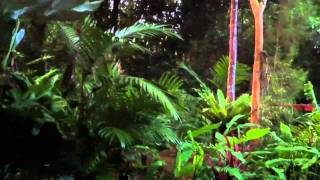 Crazy sounds of Khao Sok National Park Thailand