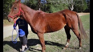 SOLD   Gentle Riding Gelding For Sale, Cinnamon Toast, 14-year-old, Broke and Smart