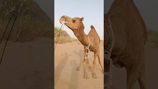 جمل الصحراء الخطر #shortsfeed #youtubeshorts #animals #الجمال #virelshorts #جمال