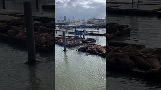 【出張動画】居場所を求めるアシカ🦭サンフランシスコにはアシカがたくさんいます。#usa #sanfrancisco #sealions #サンフランシスコ #アメリカ