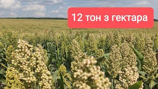 Перспективна культура яка замінює Кукурудзу Сорго