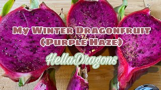 My Winter DragonFruit (Purple Haze)