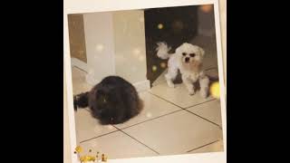 My #happypets #myfurbabies #furbabylove #mycat #mypuppy #mydog #maltesepuppy #mypets #friendship 💞