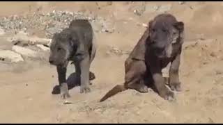 Wild and pet dogs in a mountainous area in Iraq, strange looking like a lionكلاب تشبة الاسود العراق