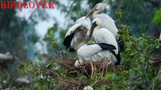 Bird laying eggs