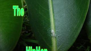 HipHop Mealybug, dancing bug.