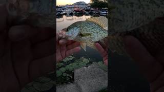 Catching Every Freshwater Fish Species Part 13: Black Crappie! #shorts