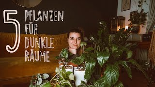 TOP 5 Pflanzen für dunkle Räume 🌿 I Plantmas I Vlogmas Tag 11