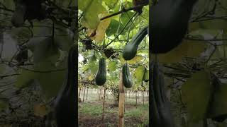 cultivo de güisquil o chayote