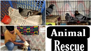 PK WILDLIFE RESCUE TEAM - New Delhi || All About Pets