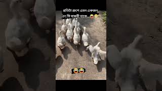 প্রতিটি গ্রুপে এমন একজন ঢং ঙ্গী বান্ধবী থাকবে ই #shortvideo #newfanny #comedyvideos #funnyshorts