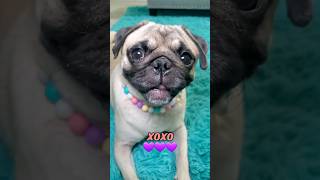 I'm so glad were friends, Bestie 💜 #dog #pug #cute #funny #fyp