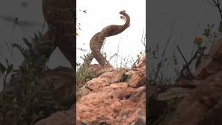 Rattlesnakes FALLING off a cliff!!