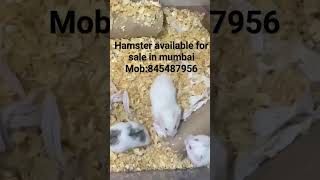 hamsters for sale in mumbai #pets #mumbai #hamsterbabies #hamsterbreeding #petsforsale