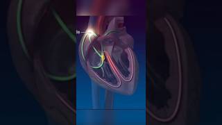 conduction system of heart#viral#shorts#short#youtubeshorts#trending#viralvideo#shortvideo