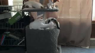 Kitten play