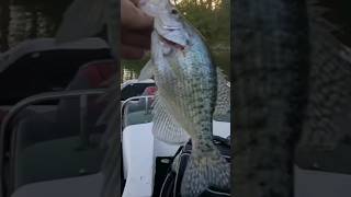 Barely Edible! #fishing #fish #shorts #crappie