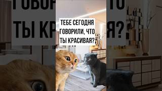 Котик умеет делать комплименты #мемныекоты #приколы #мяумяу #мемы #котики #shorts #memes