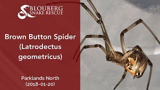 Brown Button Spider rescued near Parklands North (20180120)