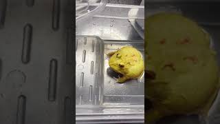 Have You Ever Seen This Specie of Yellow Frog #tiktok #shorts #animal #frog #trending #fyp