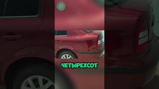 Ищешь авто за 500К? - КУПИ ШКОДУ #топавто #ильяушаев #автофакты #автоза500