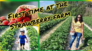 We went #Strawberry Picking for the first time...Look who we met.... |Strawberry |Summer |NC