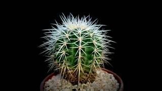 Botanic - Echinocactus grusonii