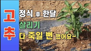 [고추재배]노지고추 정식 후 한달 상태/죽어가는 고추 살리기 위한 노력/관수, 1차 추비, 풀관리, 곁순제거 #고추복합내병계품종 #고추재배방법 #농우바이오GT7