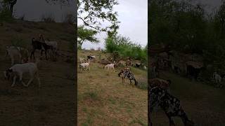 Nice Goats #ytshorts #goats #thar #animals #thardesert #shorts