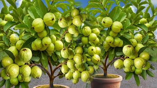 New Technique propagate guava tree​ New Grow Guava Tree Small Cutting with Leaf (100%Success)