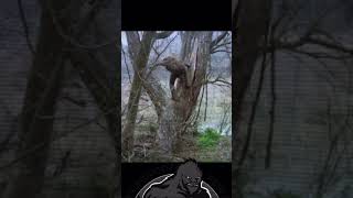 Check Out Sasquatch Birth Journal Movie #bigfoot #shorts #viral #scary #fyp #wow #movie #review #omg