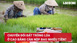 Chuyển đổi đất trồng lúa ở Cao Bằng cần nộp bao nhiêu tiền? | Báo Lao Động