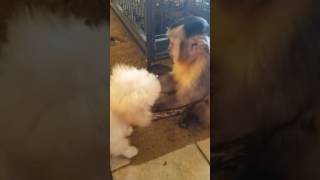 Monkey plays ball with mini poodle