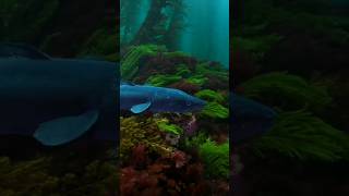 Giant Congor eel in  the kelp forest | Truenature #nature #truenature #eel #kelp