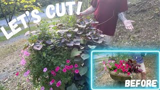 Urn Planter Update | Pruning & Plant Care