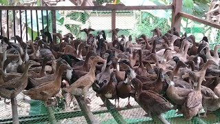 EP-033 | New Duck House | First Day Laying Egg To New House | Duck Farming