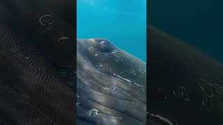 Beautiful Water Nature #shorts #shortsfeed #shortsfeed #shortvideos #shortsbeta #water