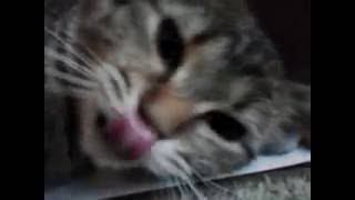 Ленивая кошка! the cat is played. cute video about a cat