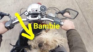 Who let the dogs out??? Doggy enjoys ride out with pure Harley Davidson exhaust engine sounds.