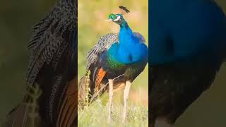 Colourful Peacock's 🦚 #nationalbird #birdslover