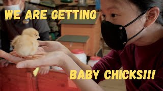 How to Get Started on Raising Chicks | DIY Brooder & Trip to Local Feed Store