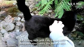 An evening walk with cat Leo, August 2021! Norway / Вечерняя прогулка с Лео, август 2021! Норвегия