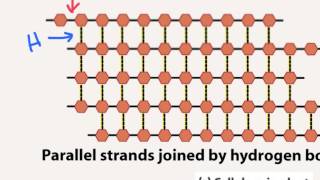 Biol 107 Lecture carbohydrate polymers