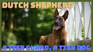 Dutch Shepherd: The Lesser Known A-Tier Protection Dog - 7 Reasons Why It Excels at Guard Duty