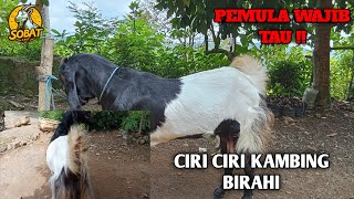 CIRI CIRI KAMBING BETINA ATAU BABON BIRAHI MAKSIMAL