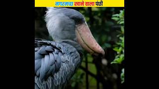 मगरमच्छ खाने वाला पंछी | Shoebill Stork Bird #shorts #short #birds