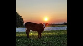 JOURNEY HOME ~ A Young Woman, Her Herd And Overcoming Adversary