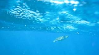 Turtle Breath & Boat TurtleBay: Snorkeling Great Barrier Reef.AVI