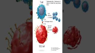 Lung Cancer New invention#lungcancer #monoclonalantibodies#researchanddevelopment #innovation #fda